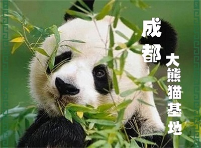 成都大熊貓基地純玩半日游，晚出發(fā)，只玩熊貓基地，三環(huán)內(nèi)免費(fèi)接人、成都出發(fā)