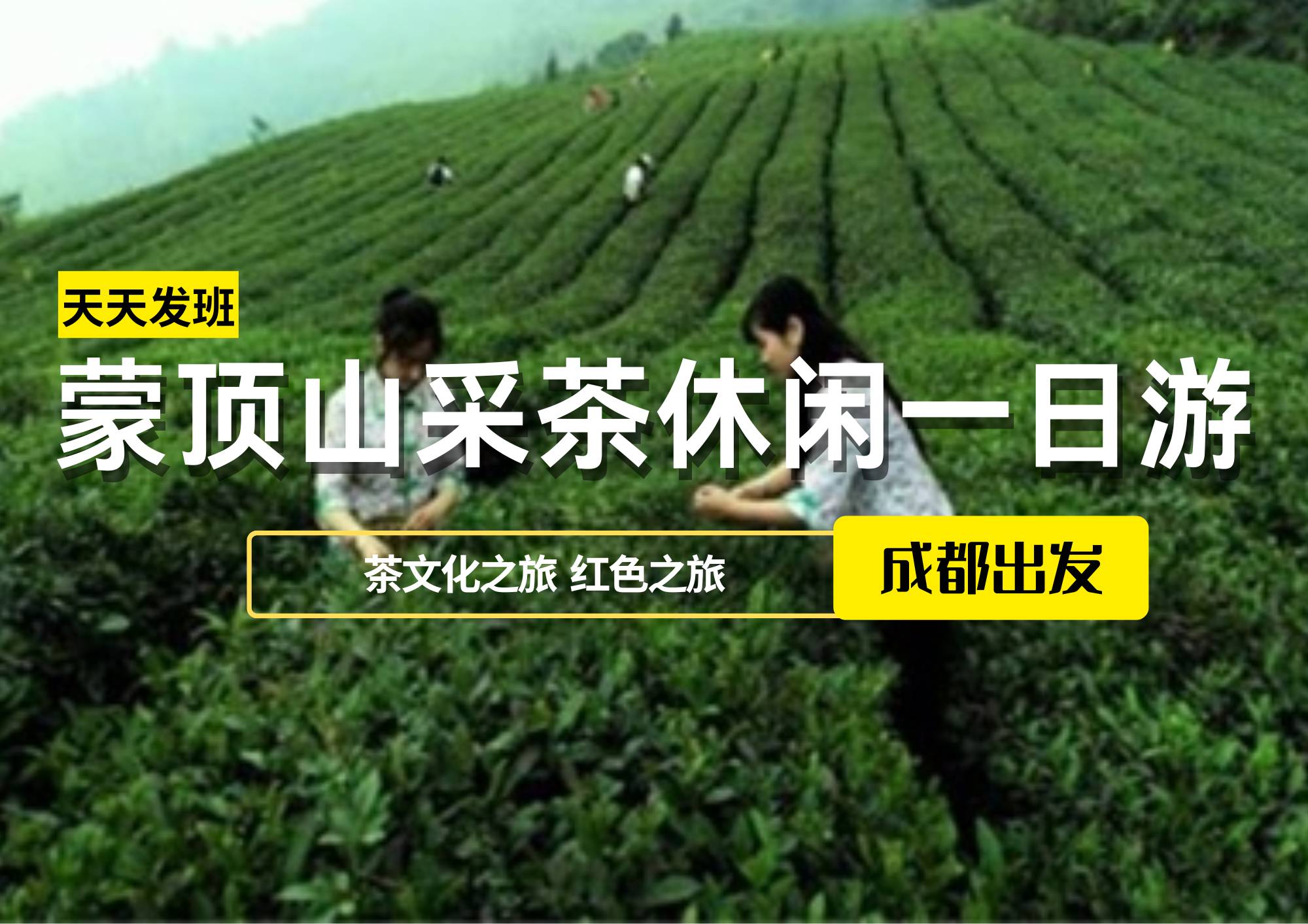 蒙頂山采茶休閑一日游，成都出發(fā)